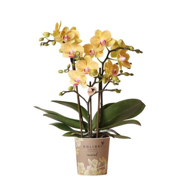 Gelbe Schmetterlingsorchidee Lima, Blühende Zimmerpflanze, Phalaenopsis-Orchidee, Ø9cm