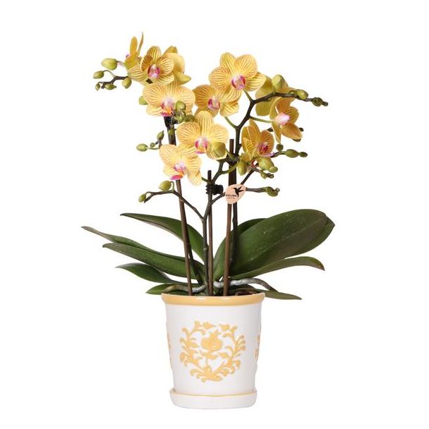 Gelbe Schmetterlingsorchidee Lima mit Malaga Ziertopf hellorange, blühende Zimmerpflanze, Phalaenopsis-Orchidee, Ø9cm