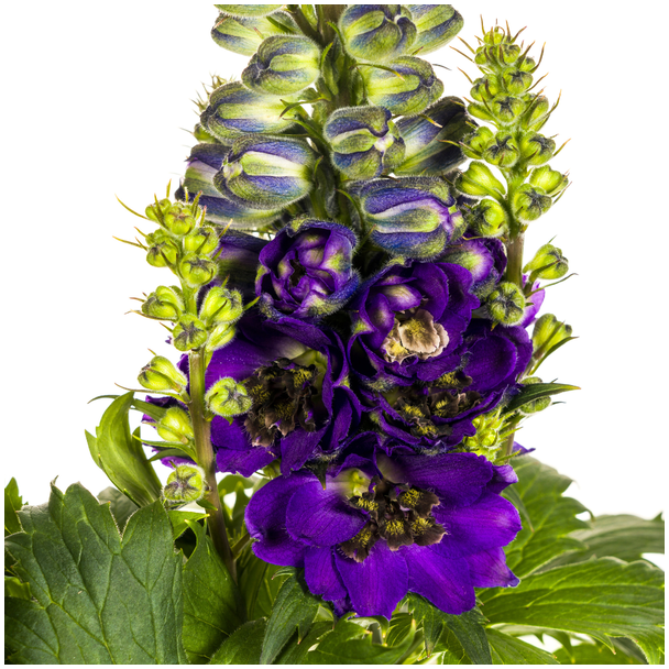 Rittersporn Elatum Lila Ø19cm - ↕45 - 60cm