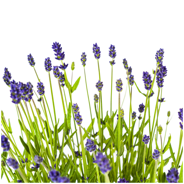 4 Stück Lavendel, Purpurne Blütenstände, Staude, Mediterranes Flair, Lavandula angustifolia Ø19cm - ↕40 - 50cm