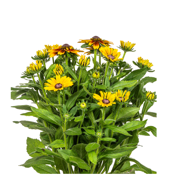 Rudbeckia Summerina Ø19cm - ↕45 - 60cm