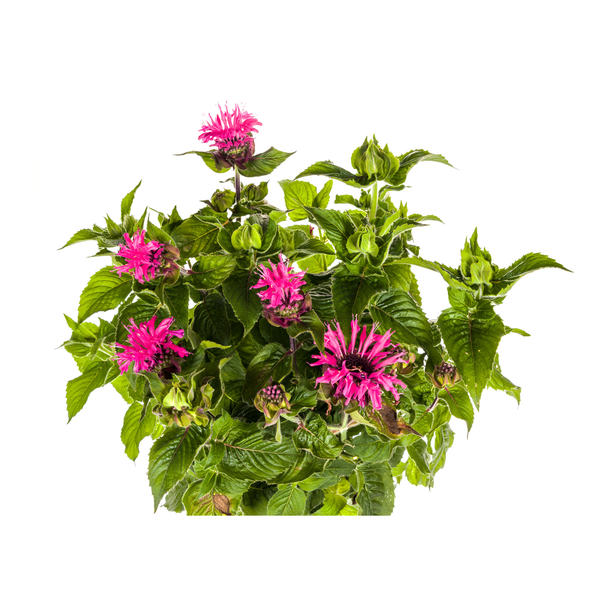 Prachtspiere Pink Ø19cm - ↕45 - 60cm