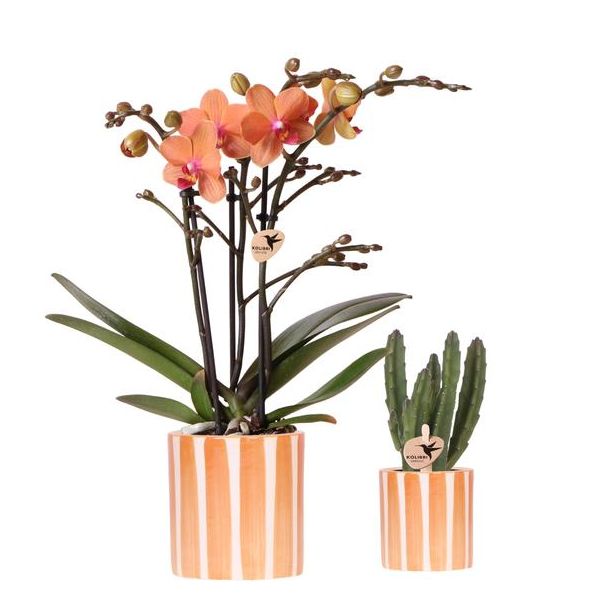 Schöne Schmetterlingsorchidee Bolzano, Ø9cm, Farbe Orange, + Sukkulente Ø6cm, inkl. keramischen Streifen-Übertopf
