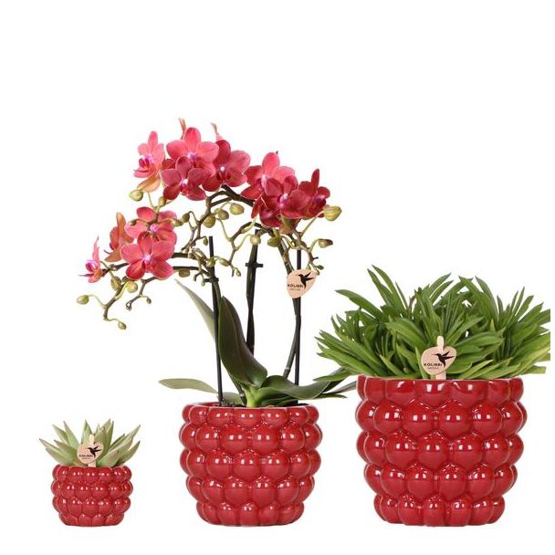 Schöne Schmetterlingsorchidee Kongo, Ø9cm, Farbe Rot/Rosa, + Sukkulenten Ø12cm und Ø6cm, inkl. keramischen Berry Dektopf
