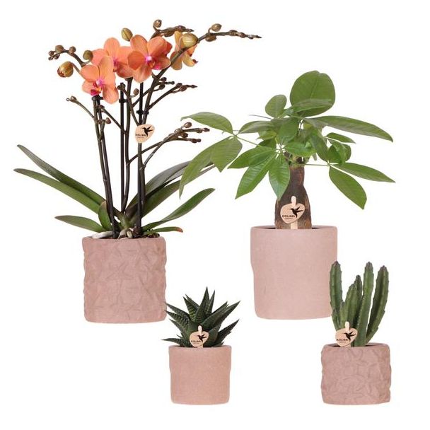 Zimmerpflanzen-Set - Orchidee Bolzano Ø9cm, Grüne Sukkulenten Ø6cm, Frisch von unserem Züchter