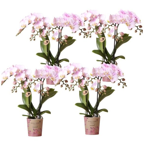 4 schöne Schmetterlingsorchideen Portugal, Farbe Rosa mit Gelbem Herz, blühende Zimmerpflanze, Ø9cm
