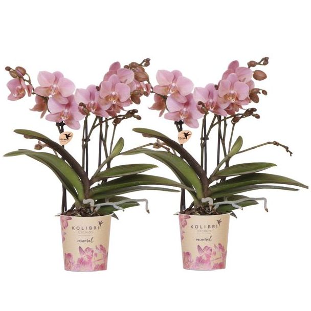 Set van 2 Phalaenopsis orchideeën Ø9cm
