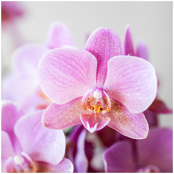 Detail van multiflora Phalaenopsis bloemen