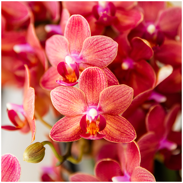 Verrassingsbox met 2 Schitterende Vlinderorchidee van Dezelfde Kleur, Ø9cm