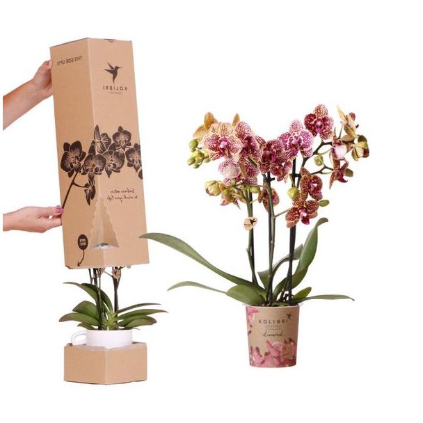 Überraschungsbox, mit 1 schöner Schmetterlingsorchidee, exklusive Diamantkollektion, Ø9cm, lassen Sie sich überraschen