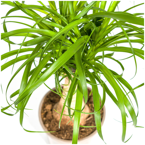 Olifantspoot stam met sierlijke bladeren