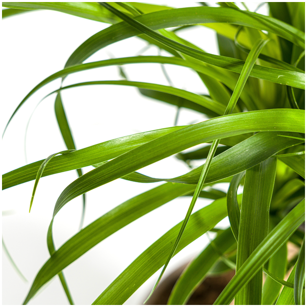 Olifantspoot plant tropische uitstraling