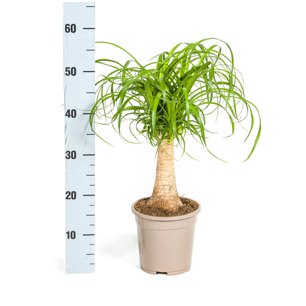 Olifantspoot Beaucarnea Recurvata 50 cm