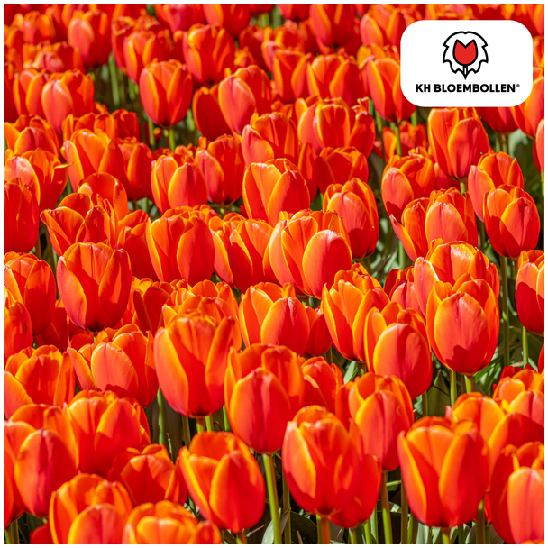 Tulpenzwiebeln Dafeng, Farbe Orange, Großblumige Tulpe, Für Garten oder Topf, 1 Sack mit 20 Stück
