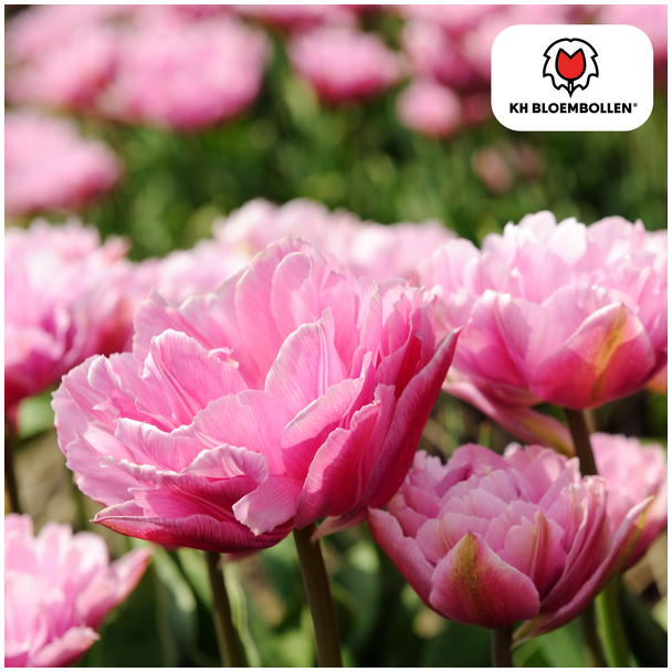Tulpenzwiebeln Columbus, Farbe Rosa-Weiß, Doppelte Pfingstrose-Tulpe, Für Garten oder Topf, 1 Sack à 20 Stück