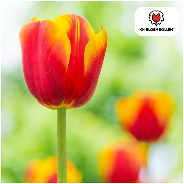 Tulpenzwiebeln Dow Jones, Farbe Rot, Gelb, Gestreifte Blüte, Für Garten oder Topf, 1 Sack à 20 Stück