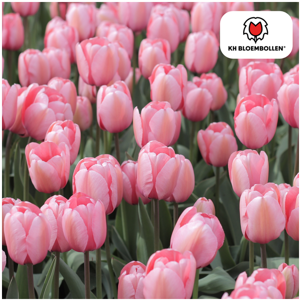 Tulpenzwiebeln Apricot Delight, Farbe Hell Lachs-Rosa, Aprikosentöne, Elegante Tulpe, Für Garten oder Topf, 1 Sack mit 20 Stück