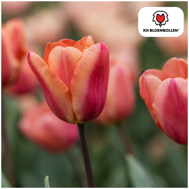 Tulpenzwiebeln Apricot Foxx, Farbe Lachs-Rosa, Aprikosen-Töne, Elegante Tulpe, Für Garten oder Topf, 1 Sack à 20 Stück