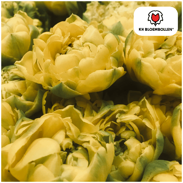 Tulpenzwiebeln Avant Garde, Farbe Gelb, gefüllte Tulpe, für Garten oder Topf, 1 Sack mit 20 Stück
