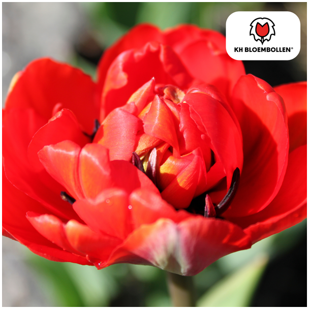 Tulpenzwiebeln Bombastic Red, Farbe Rot, Pfingstrose-Tulpe, Für Garten oder Topf, 1 Sack à 20 Stück