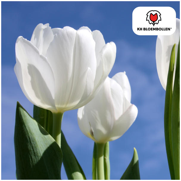 Tulpenzwiebeln Catherina, Farbe Elfenbeinweiß, Serene und luxuriöse Ausstrahlung, Für Garten oder Topf, 1 Sack mit 20 Stück