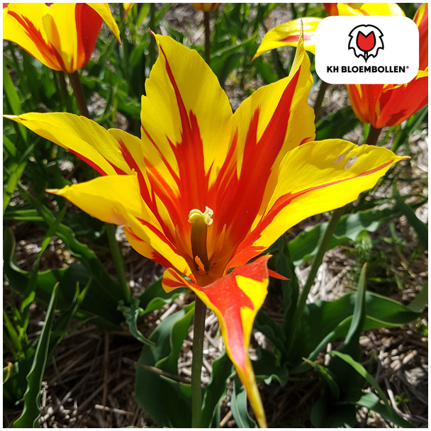 Tulpenzwiebeln Fire Wings, Farbe Gelb-Rot, gefüllte Tulpe, für Garten oder Topf, 1 Sack mit 20 Stück