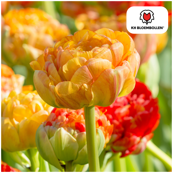 Tulpenzwiebeln Gudoshnik Double, Farbe Gelb-Orange-Rot, Doppelblütige Tulpe, Für Garten oder Topf, 1 Sack mit 20 Stück