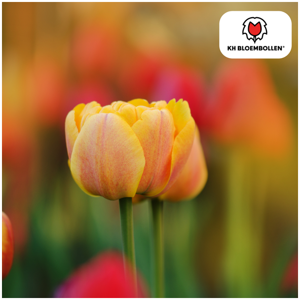Tulpenzwiebeln Icoon, Farbe Zartrosa, hellorange, gefüllte Tulpe, für Garten oder Topf, 1 Sack mit 20 Stück