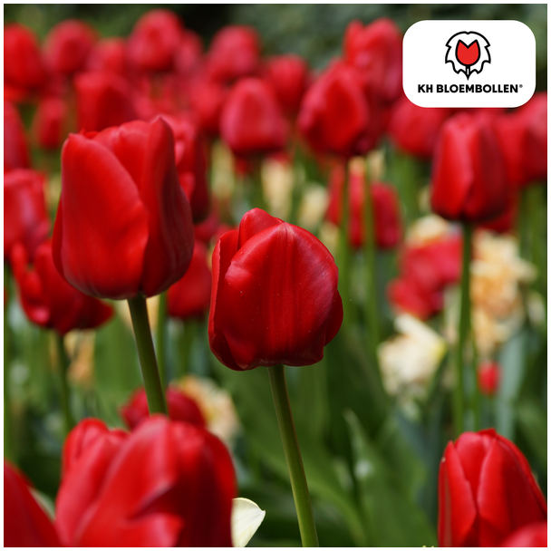 Tulpenzwiebeln Ile de France, Farbe Tiefrot, Elegante Tulpe, Für Garten oder Topf, 1 Sack à 20 Stück