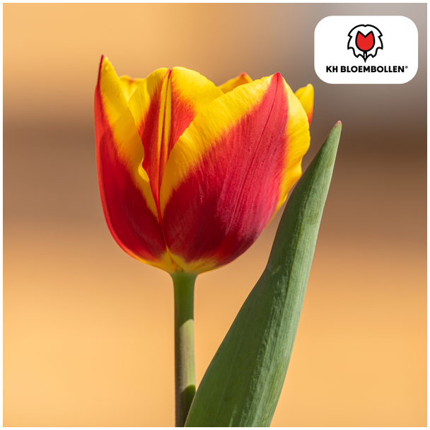 Tulpenzwiebeln Jan Seignette, Farbe Rot, Gelb, Für Garten oder Topf, 1 Sack mit 20 Stück
