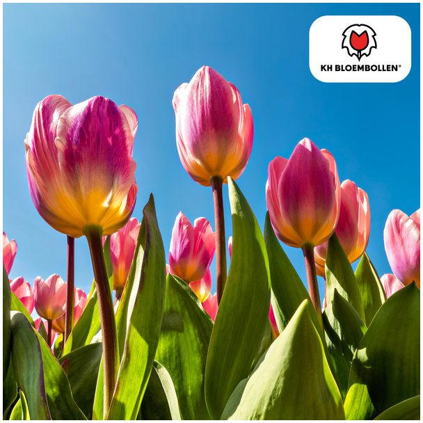 Tulpenzwiebeln Licht und Traumhaft, Pastellfarben Licht Pfirsich, Zart Rosa, Cremeweiß, Romantisches Erscheinungsbild, Für Garten oder Topf, 1 Sack à 20 Stück