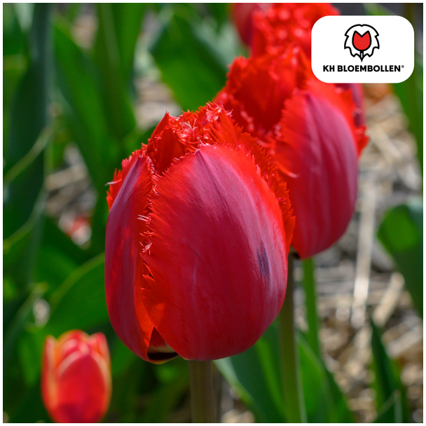 Tulpen Meisterwerk, Farbe dunkelrosa, gefüllte Tulpe mit gezacktem Rand, 1 Sack à 20 Stück