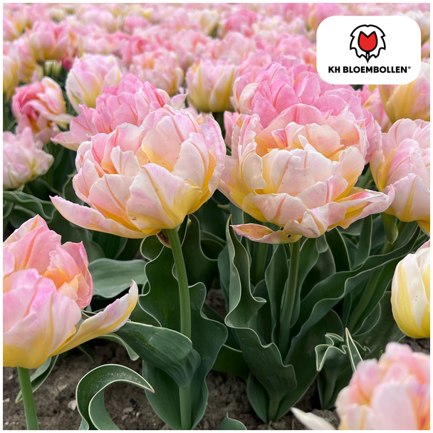 Tulpen Passwort, Farbe Zart Lichtrosa, Doppelblütige Tulpe, Romantische Ausstrahlung, Für Garten oder Topf, 1 Sack à 20 Stück