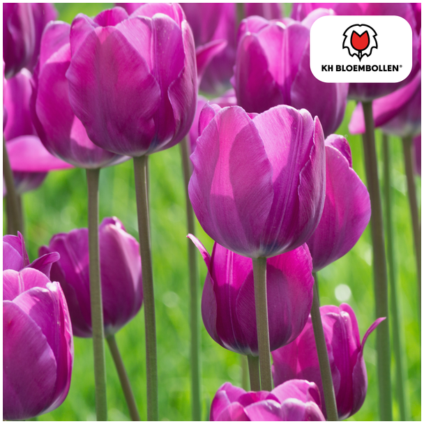 Geschenk-Tipp! Tulpen Purple Prince, Farbe Lila-Violett, Auffällig luxuriös und mystisch, Für Garten oder Topf, 1 Sack mit 20 Stück