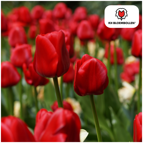 Geschenk-Tipp! Tulpen Seadov, Farbe Tiefrot, Auffällig Gezackter Rand, Für Garten oder Topf, 1 Sack à 20 Stück
