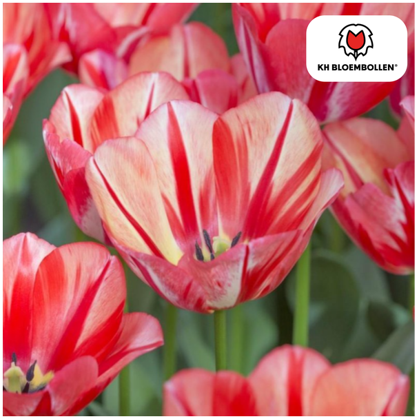 Geschenk-Tipp! Tulpen Frühlingserwachen, Farbe Rot-Orange, Feurig & Auffällig, Für Garten oder Topf, 1 Sack mit 20 Stück