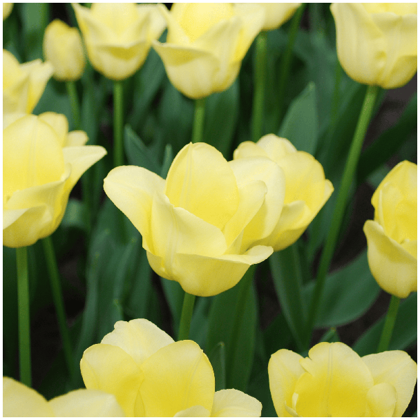 Geschenk-Tipp! Tulpen Weltfreundschaft, Blüte Zart Gelb, Schön Elegant, Für Garten oder Topf, 1 Sack à 20 Stück