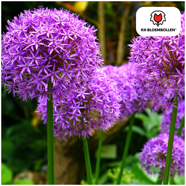 Die Zierzwiebel, Kugelförmige Blüte, Farbe Lila, Packung à 5 Stück, Allium Globemaster