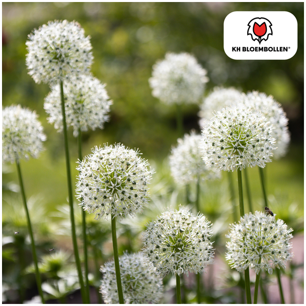 Die Zierzwiebel, kugelige Blüte, Farbe Weiß, Packung à 5 Stück, Allium White Giant