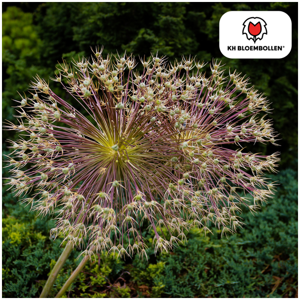 Besondere Zierzwiebel, auch Feuerwerk-Allium, kugelförmig mit sternförmigen Blüten, metallisch-lila Blüten, Packung mit 5 Stück, Allium Schubertii