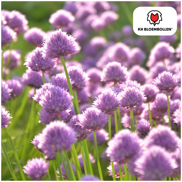 Die Zierzwiebel, kugelige Blüte, Farbe sanft rosa bis lilafarbene Töne, Packung mit 15 Stück, Allium Carolinianum
