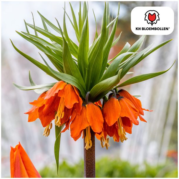 Kaiserkrone, Rot/Orange, 5 Stück, Fritillaria/Kaiserkrone