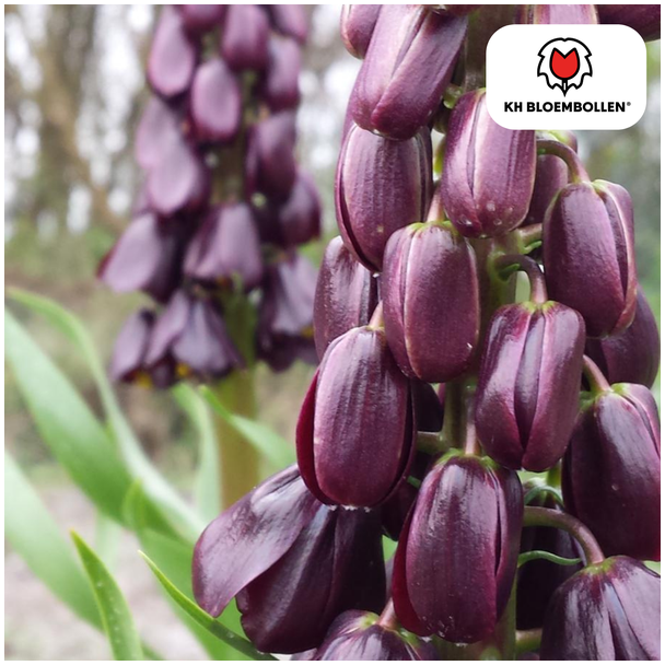 Kaiserkronen, Die lila Favoriten, Farbe tief lila, Packung mit 5 Stück, Fritillaria/Kaiserkronen