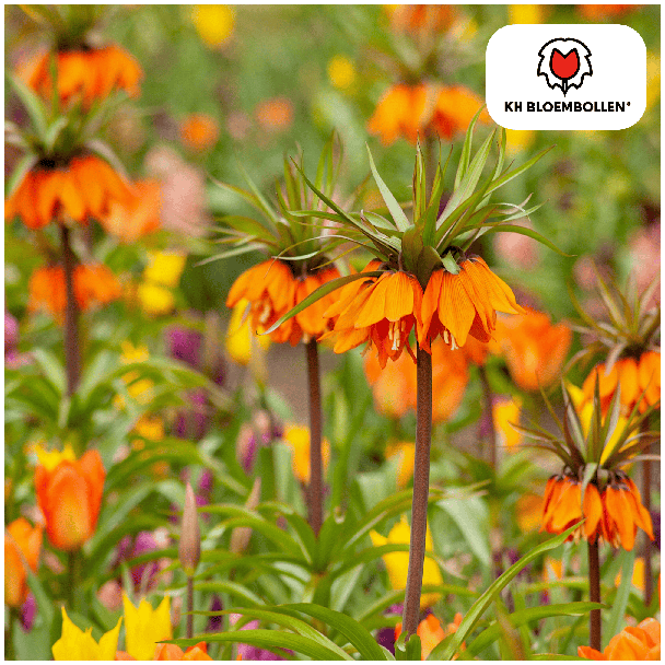 Kaiserkronen, Garland Star, Farbe Orange Rot, Packung à 5 Stück, Fritillaria/Kaiserkronen