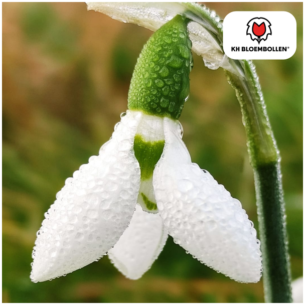 Schneeglöckchen, Farbe Weiß, Frühe Frühjahrsblüte, 1 Sack à 30 Stück, Galanthus nivalis
