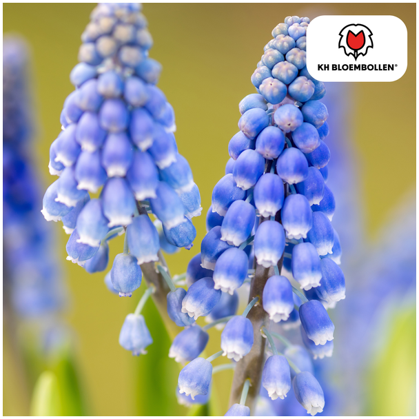 Blaue Traube, Farbe Blau, Frühjahrszauber, 1 Sack mit 20 Stück Zwiebeln, Muscari Bleu Moon