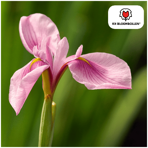 Pink Panther Schwertlilie, Blütenfarbe Rosa, Frühjahrsblüher, 1 Sack mit 25 Stück Zwiebeln
