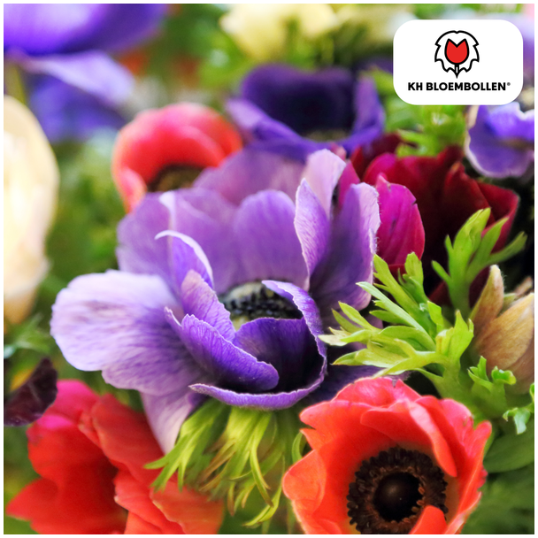 Anemonen Einfache Blüte, Verschiedene Farben, Frühjahrspracht, 1 Sack mit 30 Stück Knollen