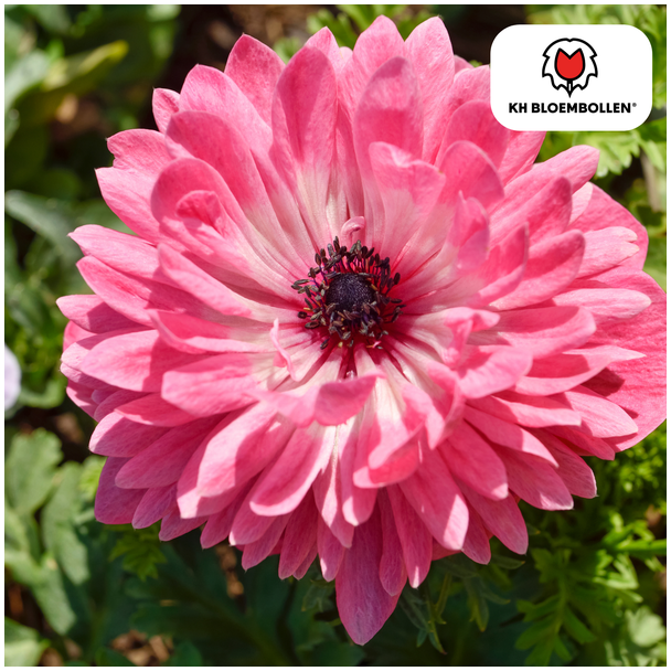 Doppelte Anemonen Volle Blüte, Diverse Farben, Frühjahrspracht, 1 Sack mit 30 Stück Knollen
