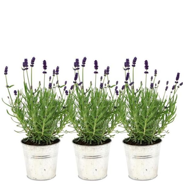 Lavendel, 3 Stück, in Zierpot, Farbe Blau, Lila, Außenpflanze, Terrassenpflanze, Balkonpflanze, Lavandula angustifolia Felice® in Old Look Zierpot - 13 cm Topf
